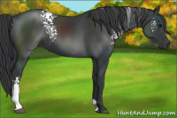 Horse Color:White Spotted Black 