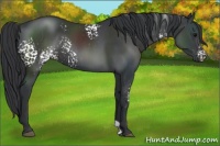 Horse Color:White Spotted Black