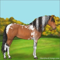 Horse Color:Bay Tobiano 
