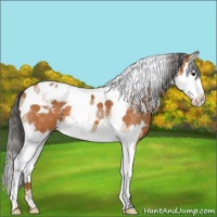 Horse Color:Bay Splash Tobiano Varnish 