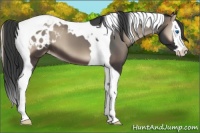 Horse Color:Blue Onyx Splash Tobiano Appaloosa 