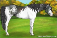 Horse Color:White Spotted Black
