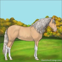 Horse Color:Silver Amber Champagne Tobiano