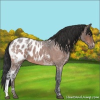 Horse Color:Bay Ice Roan Appaloosa 