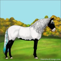 Horse Color:Silver Perlino Splash 