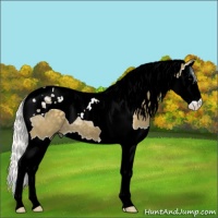 Horse Color:Silver Smoky Black Splash Tobiano 
