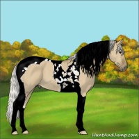 Horse Color:Silver Smoky Grullo Tobiano 