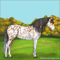 Horse Color:Bay Sabino Leopard 