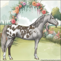 Horse Color:Chocolate Palomino Appaloosa 