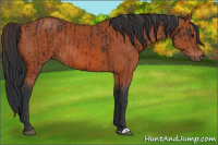 Horse Color:Brown and Brown