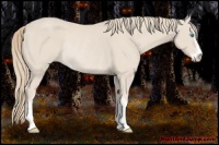 Horse Color:Smoky Creme Sabino Rabicano 