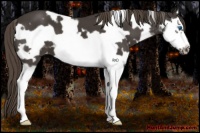 Horse Color:White Spotted Smoky Black Splash Frame Appaloosa