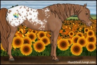 Horse Color:Chestnut Appaloosa 