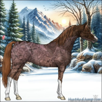 Horse Color:Chestnut Ice Appaloosa 