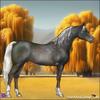 Horse Color:Liver Chestnut Mushroom 
