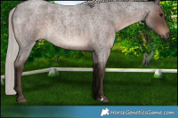 Horse Color:Silver Blue Roan 