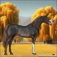 Horse Color:Liver Chestnut Rabicano