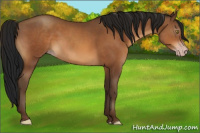 Horse Color:Gray Sable Champagne 