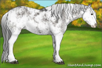 Horse Color:Black Sabino 