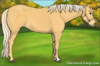 Horse Color:Palomino 