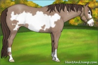Horse Color:Classic Champagne Roan Frame 