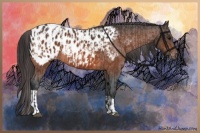 Horse Color:Bay Appaloosa  and Bay Appaloosa 