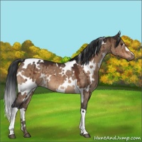 Horse Color:White Spotted Brown Dun Brindle 