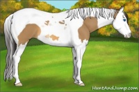 Horse Color:Buckskin Splash Tobiano 