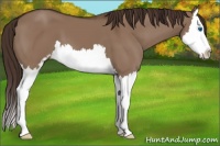 Horse Color:Liver Red Dun Sabino Splash