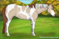 Horse Color:Red Dun Sabino Tobiano Rabicano