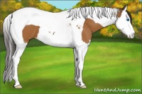 Horse Color:Buckskin Splash Tobiano 