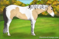 Horse Color:Buckskin Dun Sabino Tobiano 