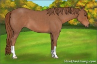 Horse Color:Red Roan 