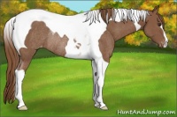 Horse Color:Chestnut Tobiano Appaloosa Rabicano 