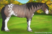 Horse Color:Brown Roan Sabino Varnish Rabicano 