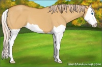 Horse Color:Palomino Dun Splash Appaloosa 
