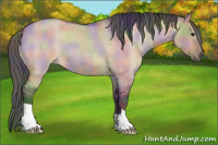 Horse Color:Nacre Bay Roan Dun 