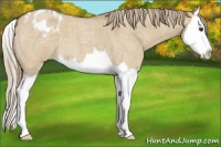Horse Color:Chocolate Palomino Roan Dun Splash Appaloosa