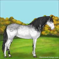 Horse Color:White Spotted Blue Roan 