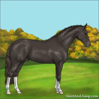 Horse Color:Smoky Black Appaloosa 