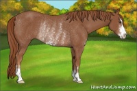 Horse Color:Chestnut Sabino Rabicano 