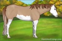 Horse Color:Red Dun Splash 