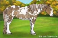 Horse Color:White Spotted Chocolate Palomino Mushroom Sabino Rabicano 