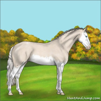 Horse Color:Cremello Roan Sabino Splash Appaloosa 