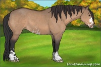 Horse Color:Brown Dun Sabino 