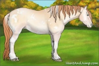 Horse Color:White Spotted Buckskin Pearl Onyx 