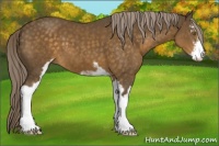 Horse Color:Chocolate Palomino Sabino 