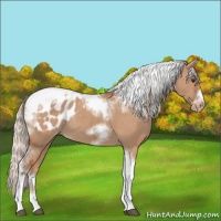 Horse Color:Silver Bay Dun Sabino Tobiano Frame Appaloosa Rabicano 