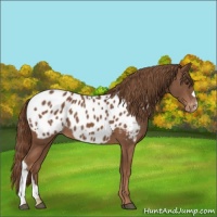 Horse Color:Chestnut Near Leopard 