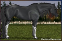 Horse Color:Black Tobiano Rabicano 